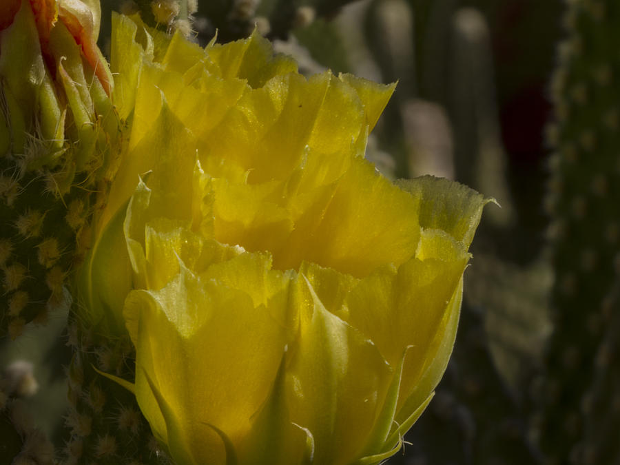 Highlighted Yellow Cactus Flower Photograph by Jean Noren
