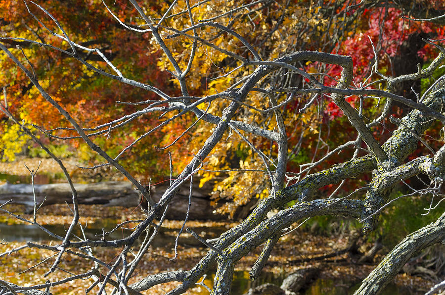 Highly Textured Branches Against Autumn Trees Photograph by Lynn Hansen
