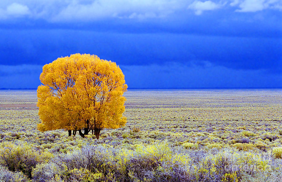 Colorado Photograph - Highplains Cottonwood by Mark Braun Colorado Photograph - Highplains Cottonwood by Mark Braun