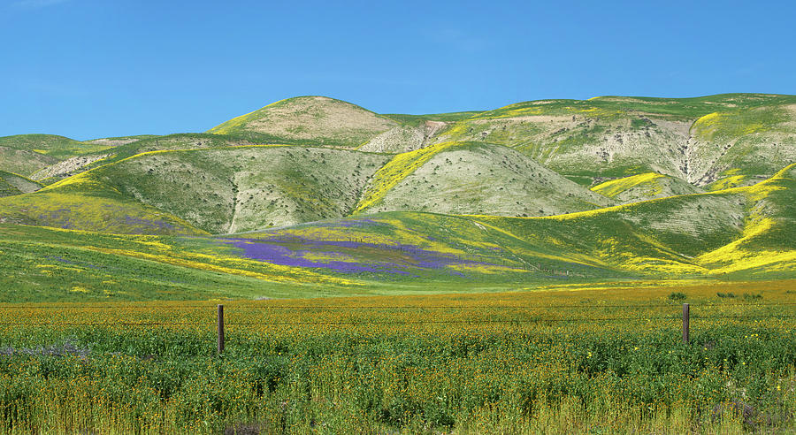 Highway 58 Superbloom Panorama Photograph by Lynn Bauer