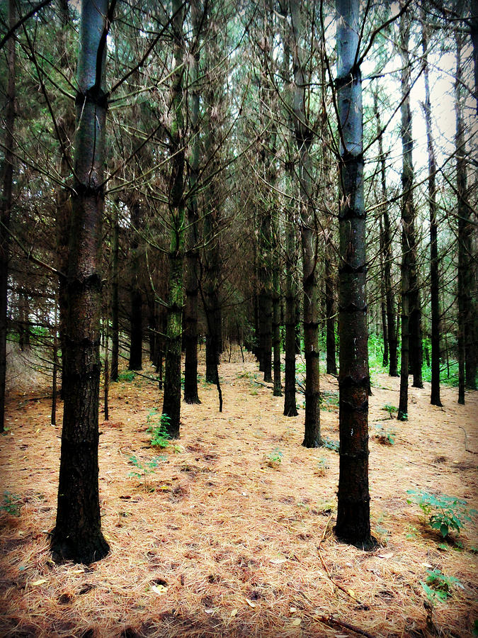 Highway Of Pines Photograph by Cyryn Fyrcyd