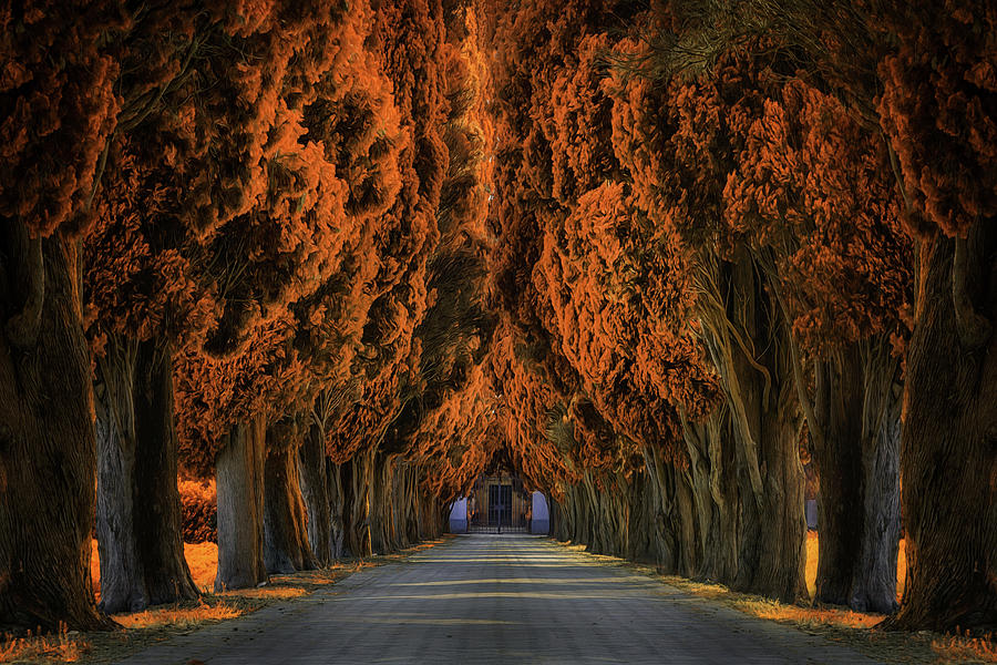 Tree Photograph - Highway to Hell by Martin Podt