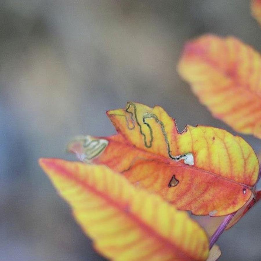 Fall Photograph - #hike #hiking #fall #autumn #leaves by Melissa Helmbrecht