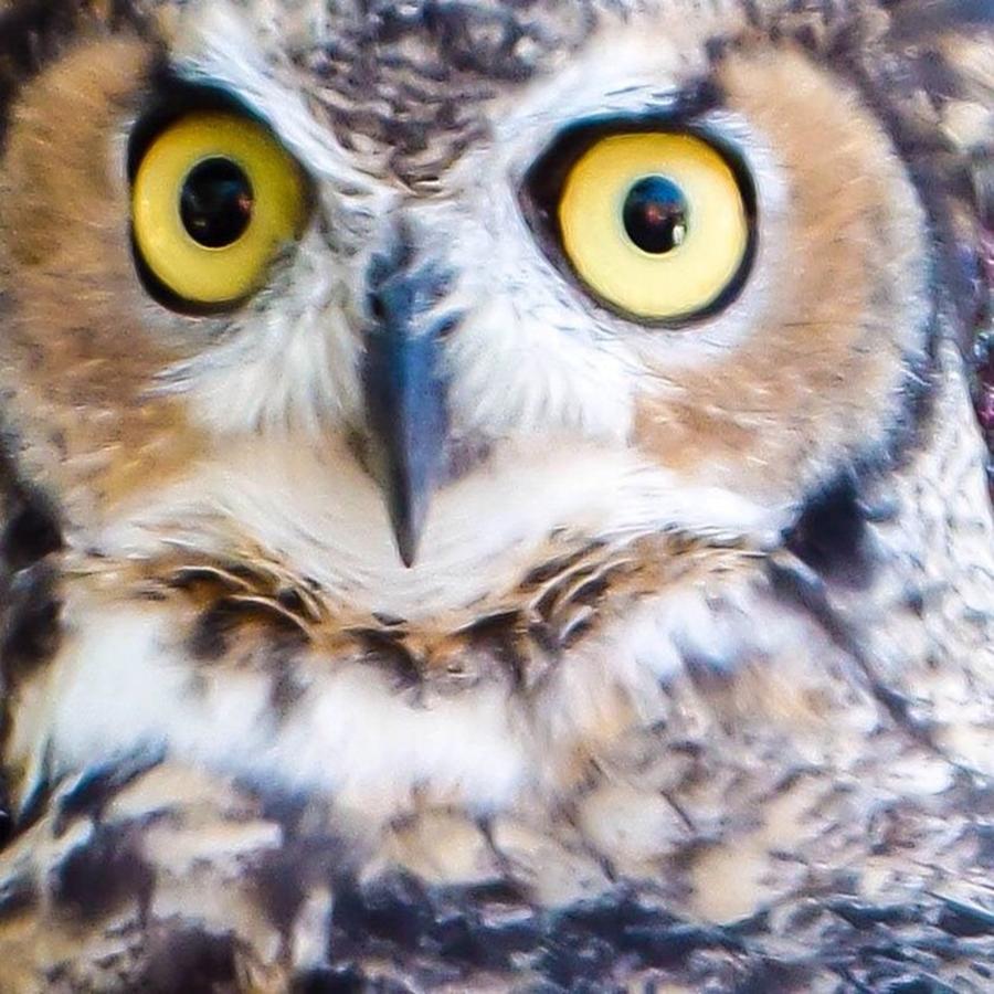 Owl Photograph - #hike #hiking #owl #bird #nature by Melissa Helmbrecht