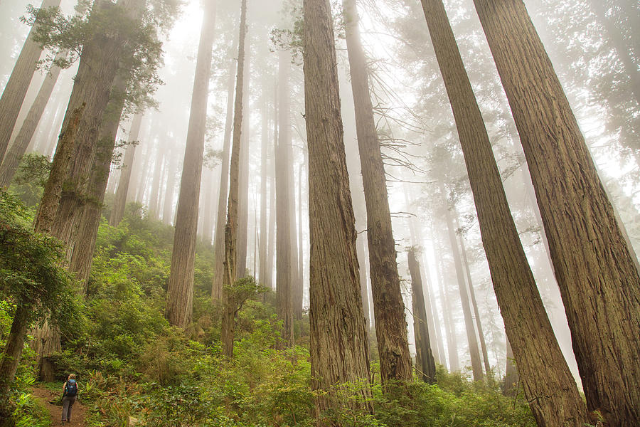 Hike through the Redwoods Photograph by Kunal Mehra