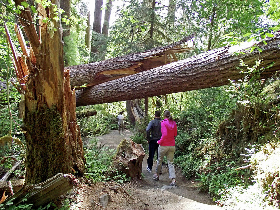 Hikers on Hall of Mosss Trail, Hoh Rain Forest, Olympic National Park, Washinfton Photograph by Ruth Hager