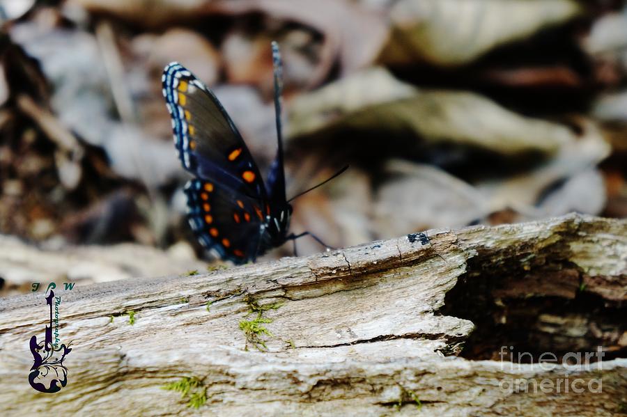 Butterfly Photograph - HIking Beauty2 by Jannice Perdomo-Walker