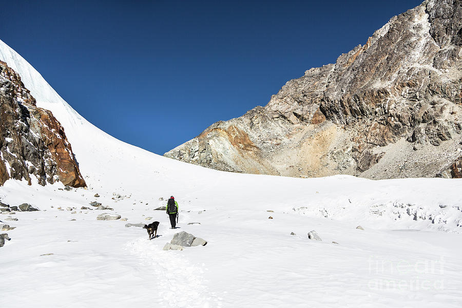 Hiking dog in Cho La pass in Nepal Photograph by Didier Marti