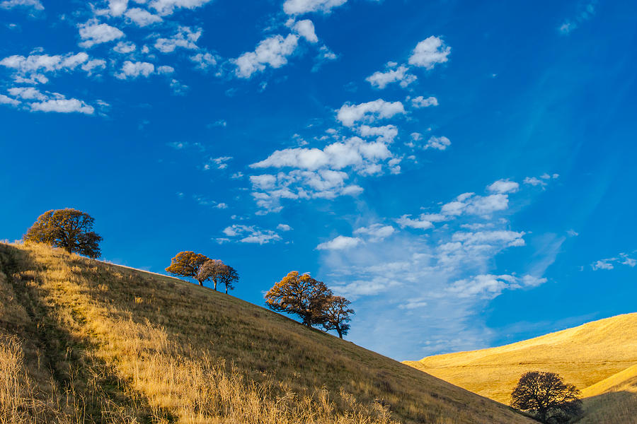 Hiking East Bay Hills Photograph by Marc Crumpler
