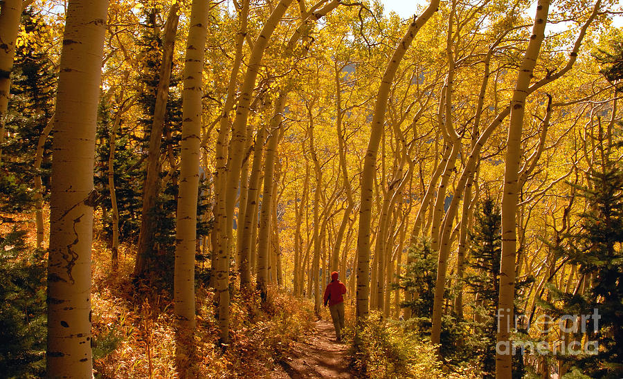 Hiking in Fall Aspens Photograph by David Lee Thompson
