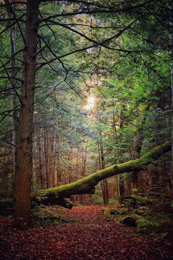 Hiking In Hearts Content Photograph by Shelley Smith Fine Art America