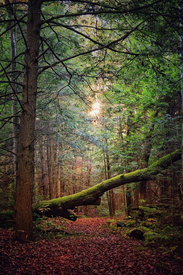 Hiking In Hearts Content Photograph by Shelley Smith | Fine Art America