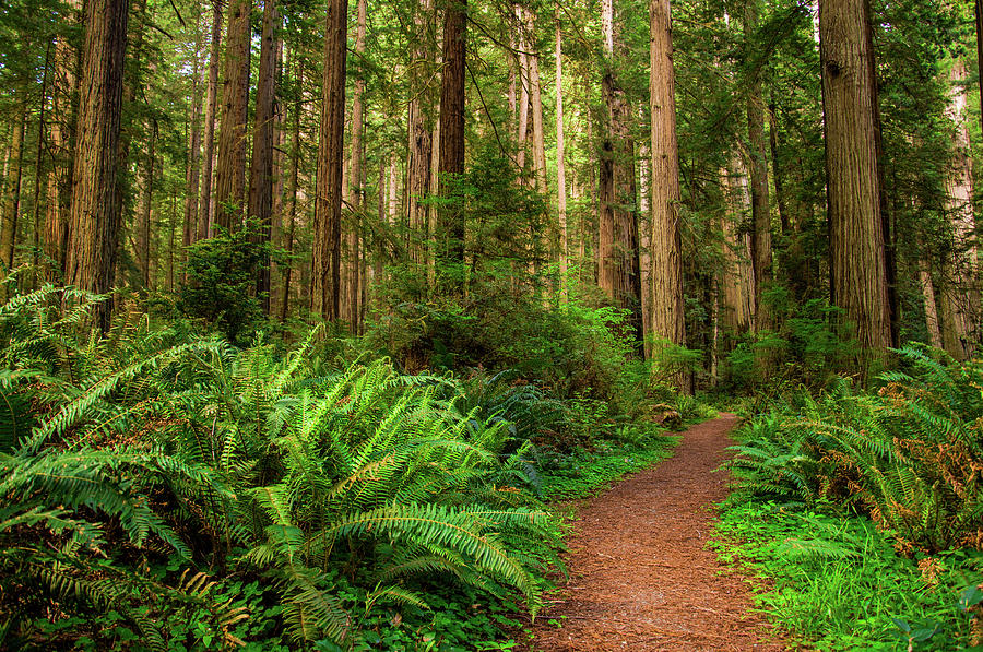 Hiking Path in Redwood Forest Photograph by Miroslav Liska