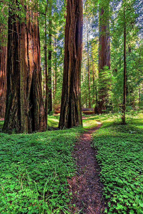 Hiking Through California Redwoods Photograph by Dan Carmichael
