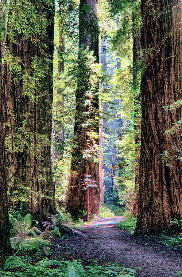 Tree Photograph - Hiking Through Three Redwood Trees by Dan Carmichael