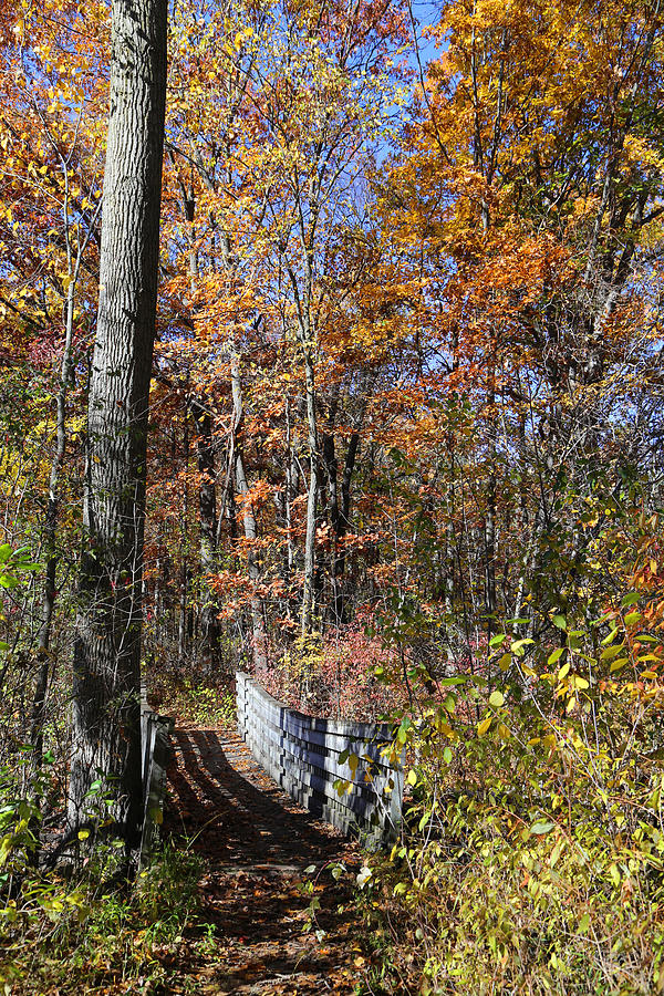 Hiking Trail Bridge in Fall 10 Photograph by Mary Bedy