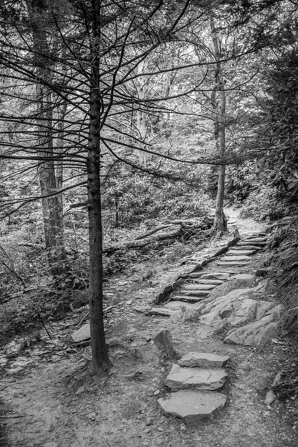 Hiking Trail Photograph by David Hart