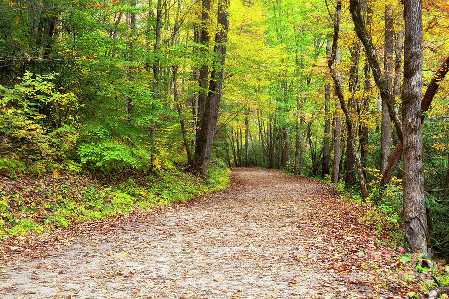 Hiking Trail In The Fall Photograph