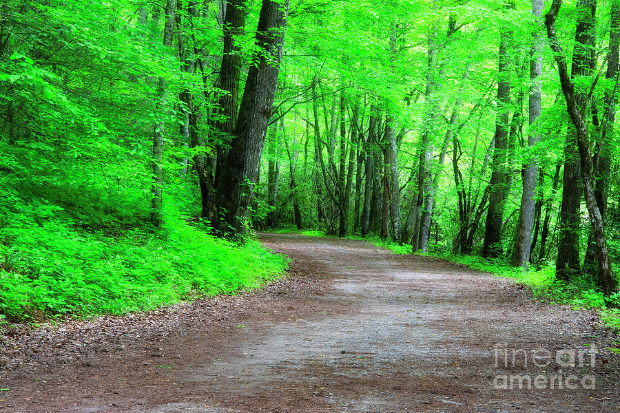 Hiking Trail In The Spring Photograph