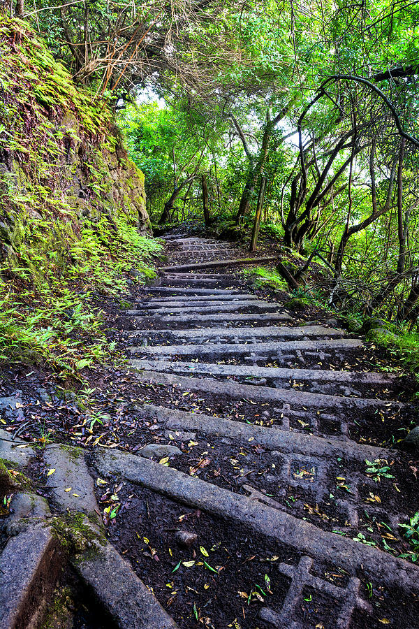 Hiking trail on Molokai Hawaii Photograph by Joe Belanger - Pixels