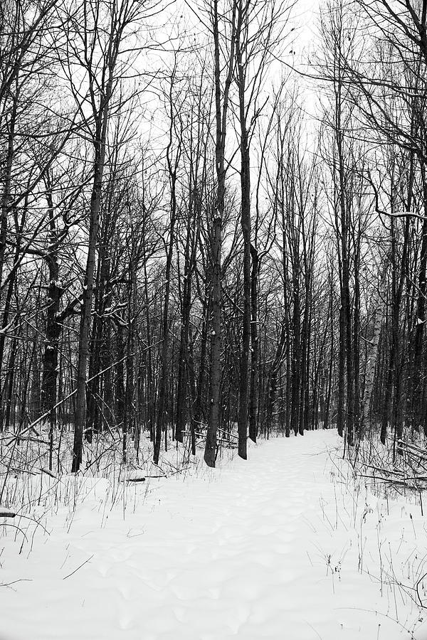 Hiking Trail Snow Storm 021018 BW Photograph by Mary Bedy