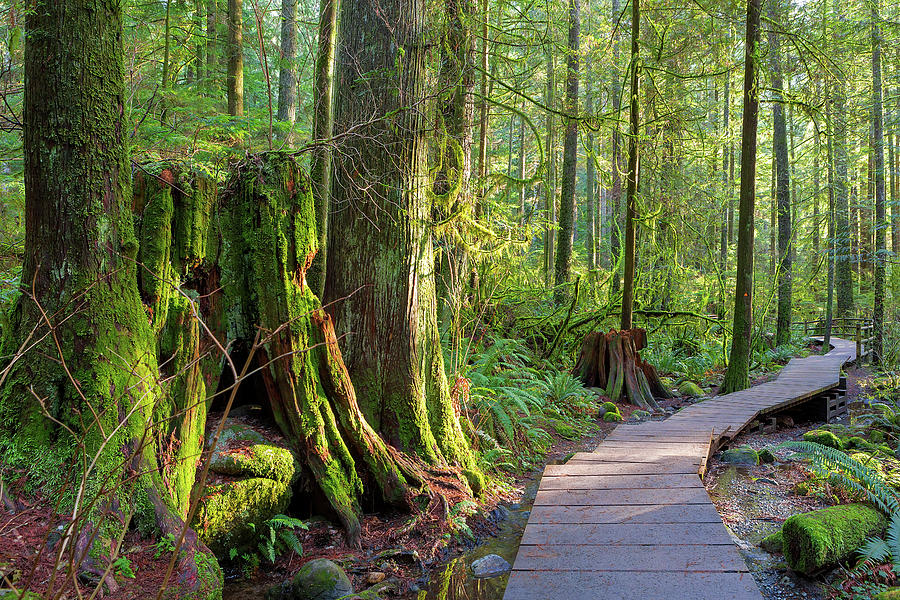 Lynn Photograph - Hiking Trail Through Forest in Lynn Canyon Park by David Gn Lynn Photograph - Hiking Trail Through Forest in Lynn Canyon Park by David Gn