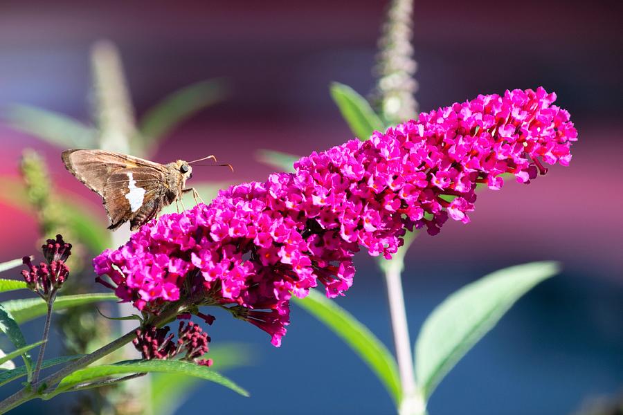 Hiking Up the Butterfly Bush Photograph by Mary Ann Artz