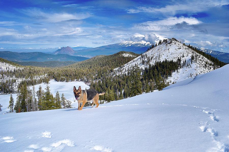 Hiking With Dogs Photograph by Maria Jansson