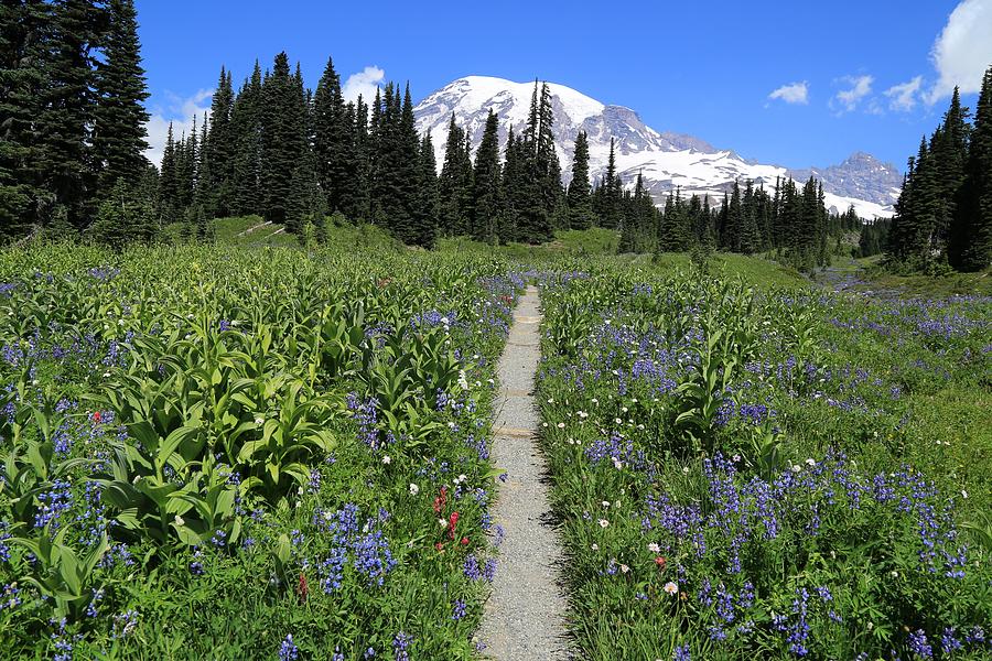 Hiking with the wildflowers  Photograph by Lynn Hopwood