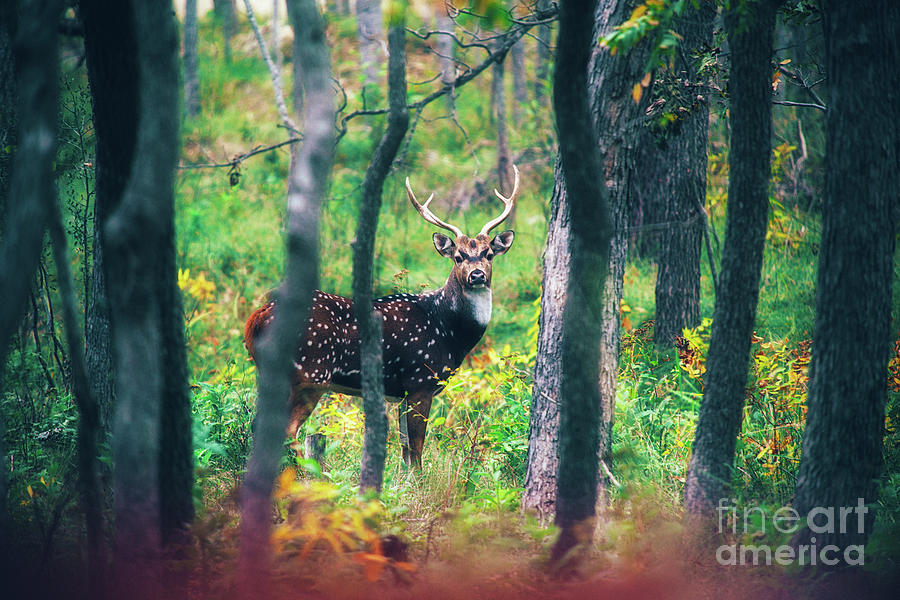 Deer Photograph - Hill Country Axis Deer by Katya Horner