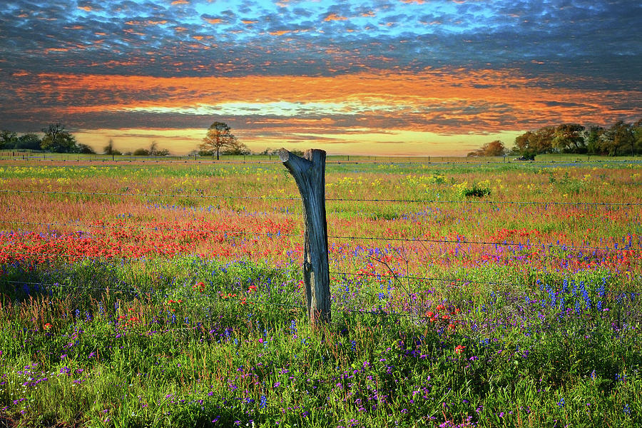 Flower Photograph - Hill Country Heaven by Lynn Bauer