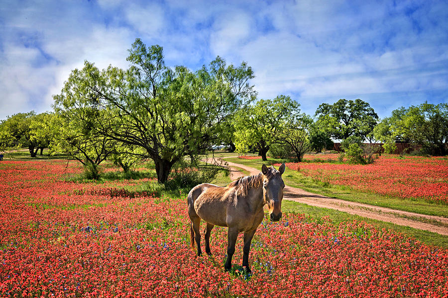 Hill Country Horse in Red Paintbrush Photograph by Lynn Bauer
