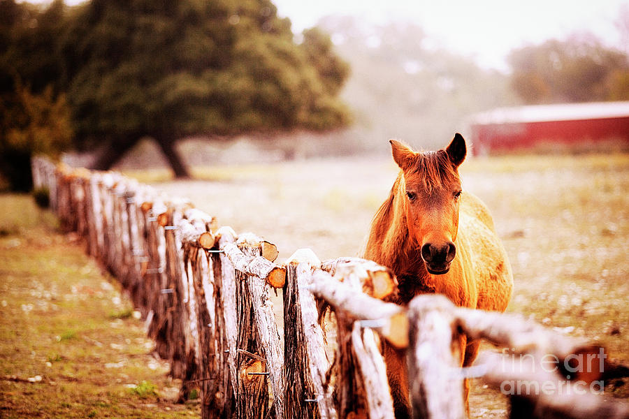 Hill Country Horse Photograph