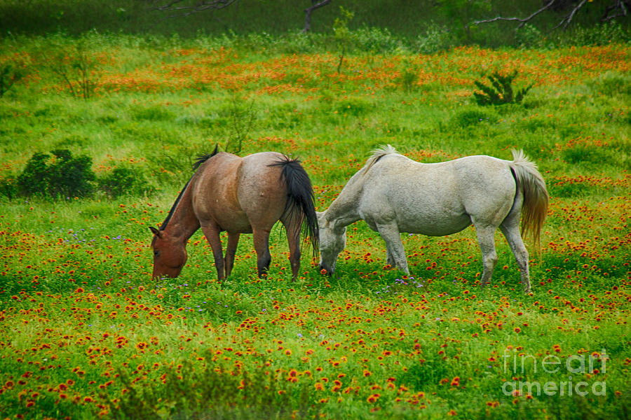 Hill Country Horses in Spring Photograph by Toma Caul