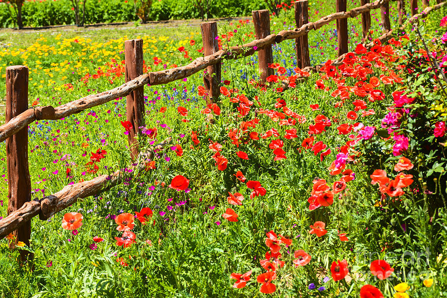 Spring Photograph - Hill Country in Bloom by Thomas R Fletcher