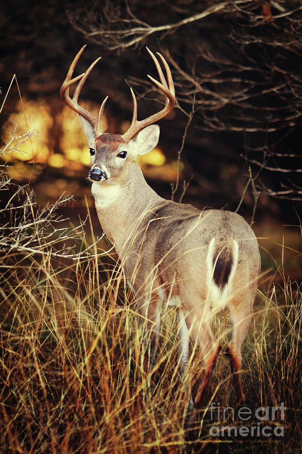 Deer Photograph - Hill Country by Katya Horner