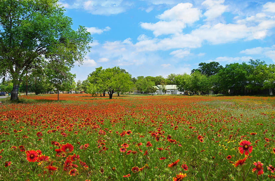 Spring Photograph - Hill Country Living by Lynn Bauer