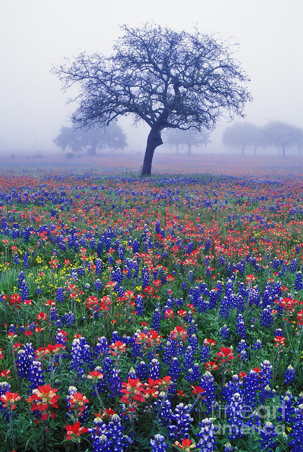 Spring Photograph - Hill Country Mist - FS000062 by Daniel Dempster