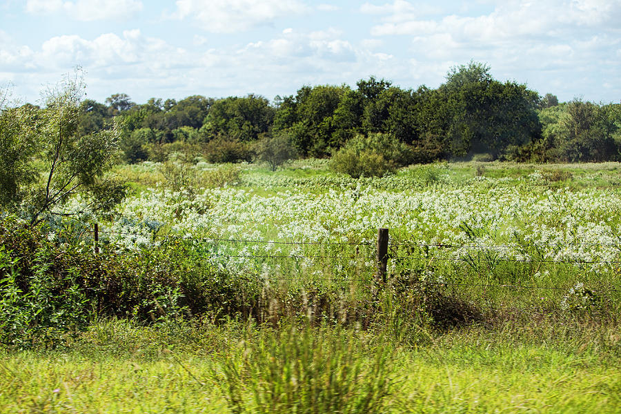 Hill Country of White Wildflowers Photograph by Linda Phelps