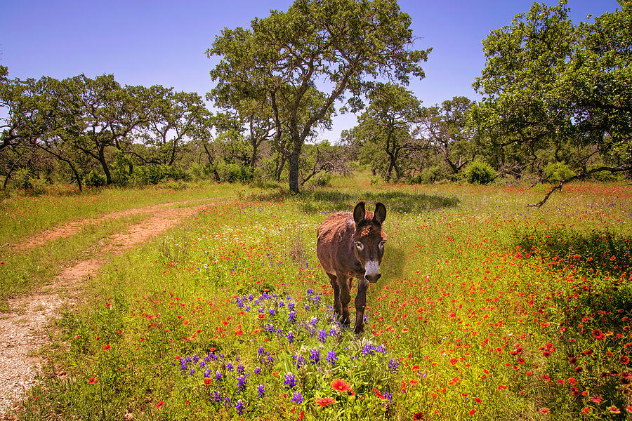 Hill Country Wanderings Photograph by Lynn Bauer