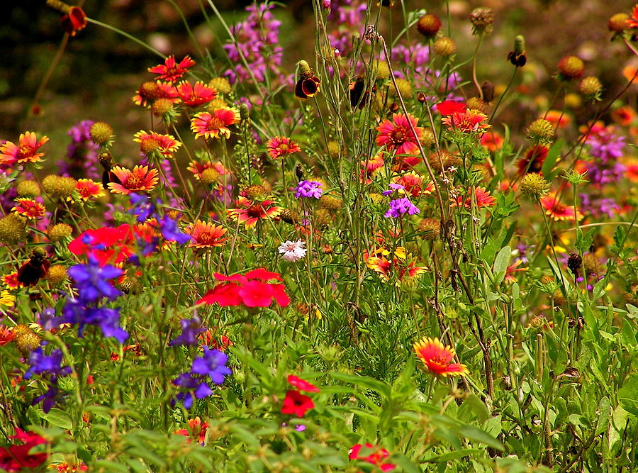 Hill Country Wildflowers 1 Photograph by Valerie Hagee - Pixels