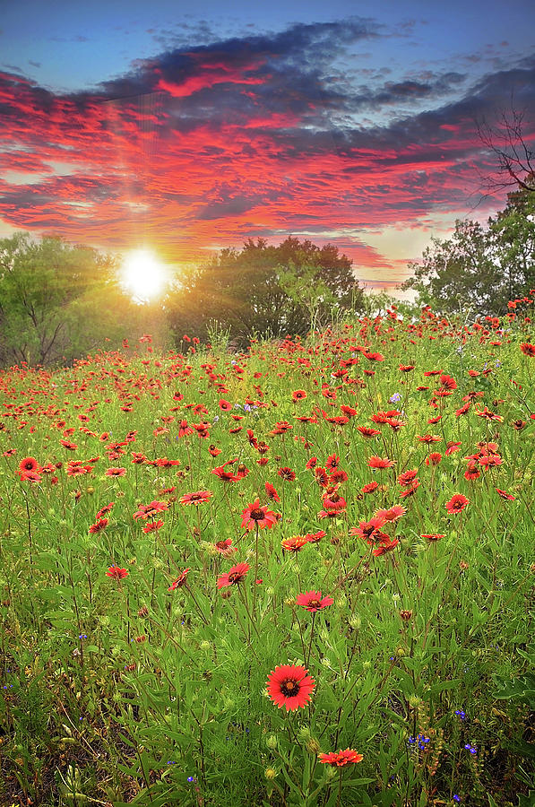 Hill Country Wildflowers at Sunset Photograph by Lynn Bauer