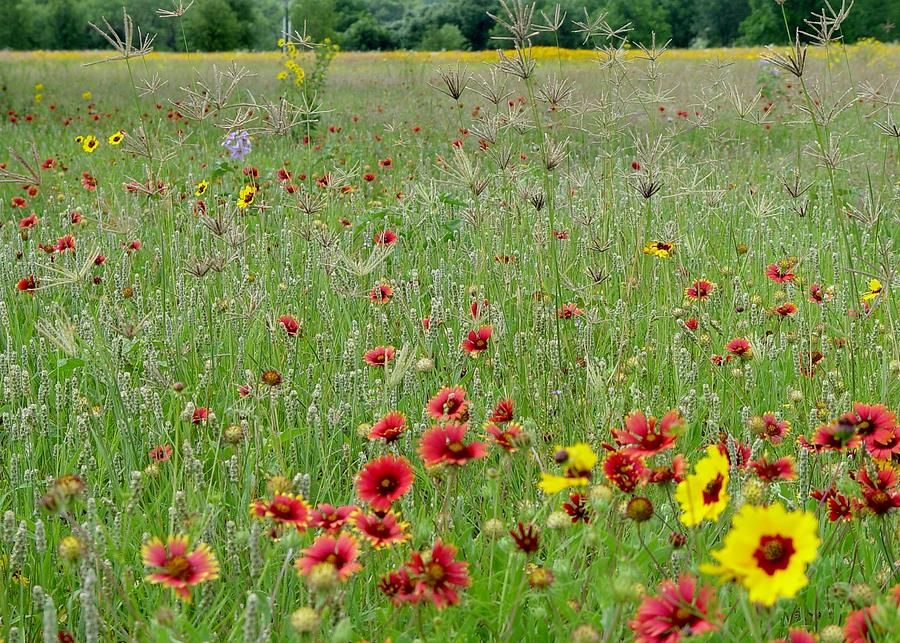 Hill Country Wildflowers Photograph by Elizabeth Sullivan