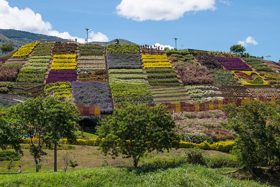 Hill Of Flowers Photograph