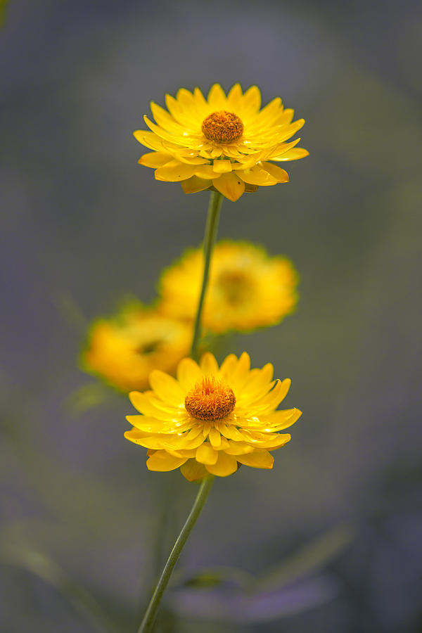Hillflowers Photograph by Az Jackson