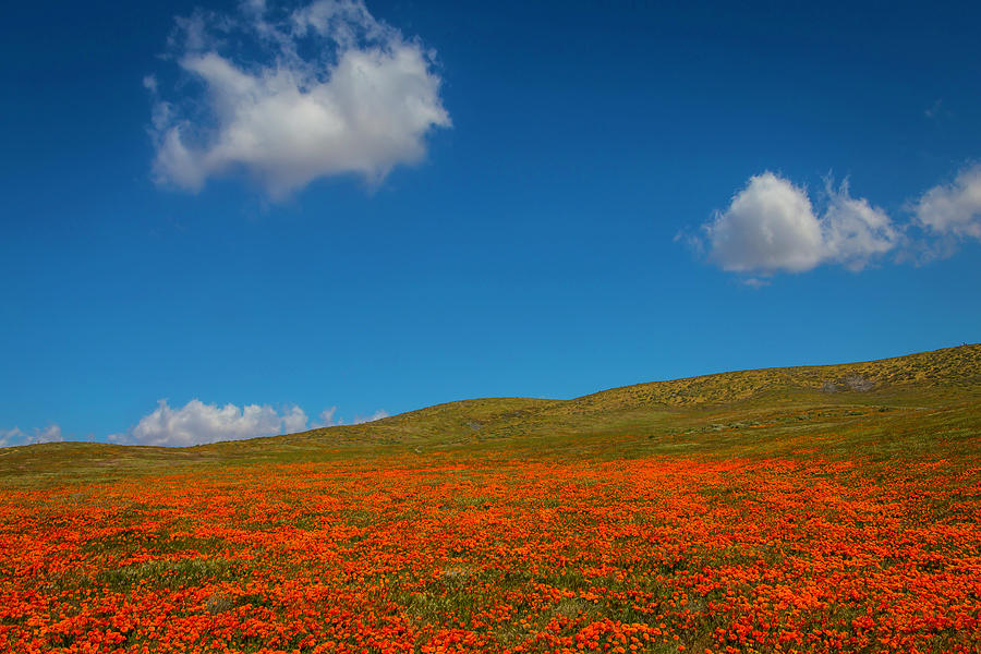 Hills Full Of Poppies Photograph by Garry Gay