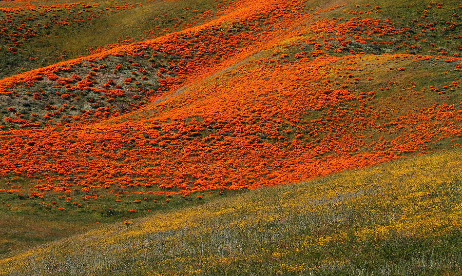 Hills of gold and yellow near Antelope Valley Poppy Preserve Photograph by Jetson Nguyen