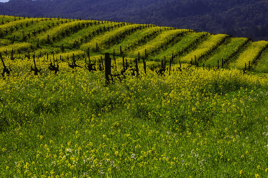Nature Photograph - Hills Of Mustard Grass by Garry Gay