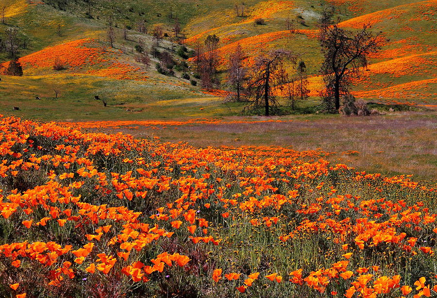 Hills of orange near Antelope Valley Poppy Preserve in California Photograph by Jetson Nguyen
