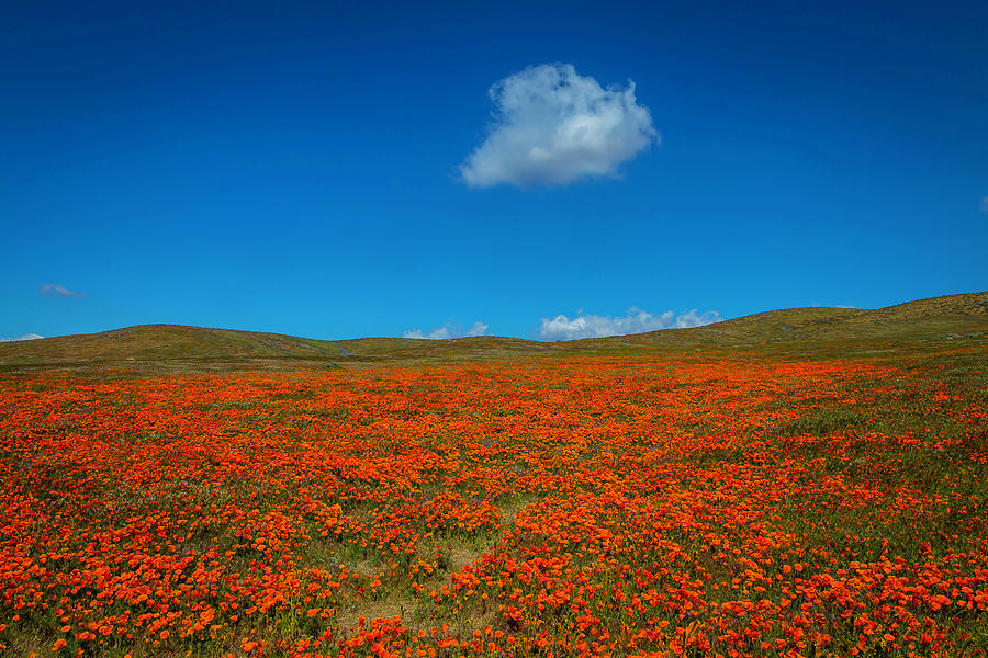 Hills Of Poppies Photograph by Garry Gay